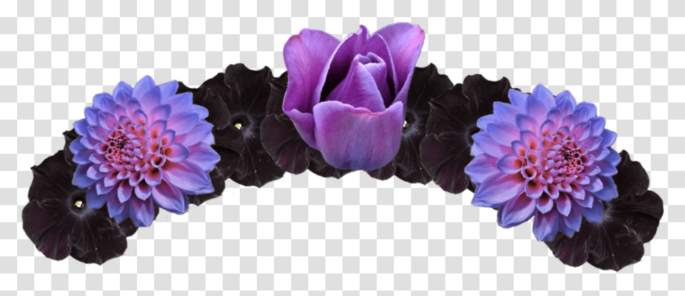 Purple And Black Flower Crown Flower Crowns Image 408 Flower Crown No Background Black, Plant, Blossom, Petal, Geranium Transparent Png