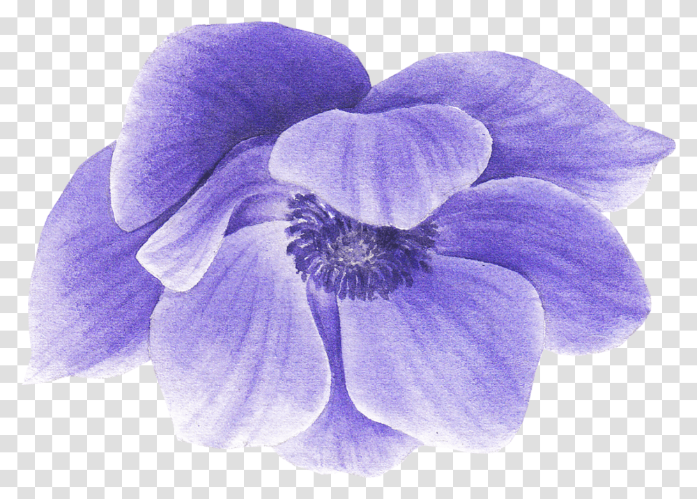 Purple Anemone Flower By We Studio Blue Violet, Plant, Geranium, Blossom, Iris Transparent Png