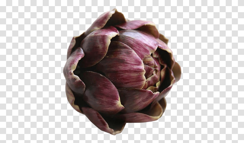 Purple Artichoke Background Flower, Plant, Vegetable, Food, Produce Transparent Png