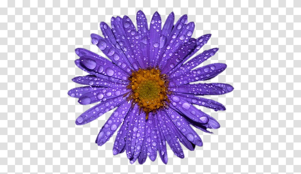 Purple Aster With Water Droplets Portable Network Graphics, Plant, Daisy, Flower, Daisies Transparent Png