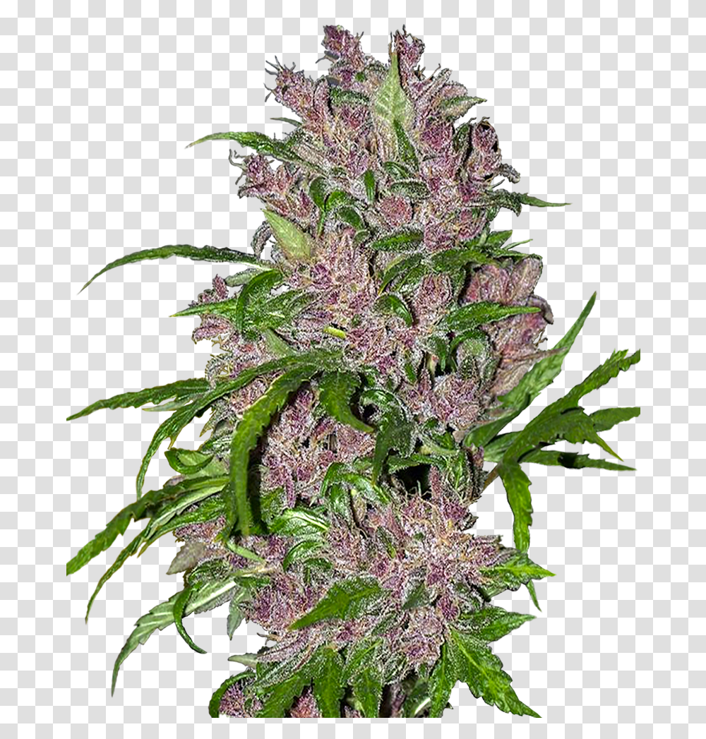 Purple Bud Feminized Seedsman, Plant, Grass, Hemp, Weed Transparent Png