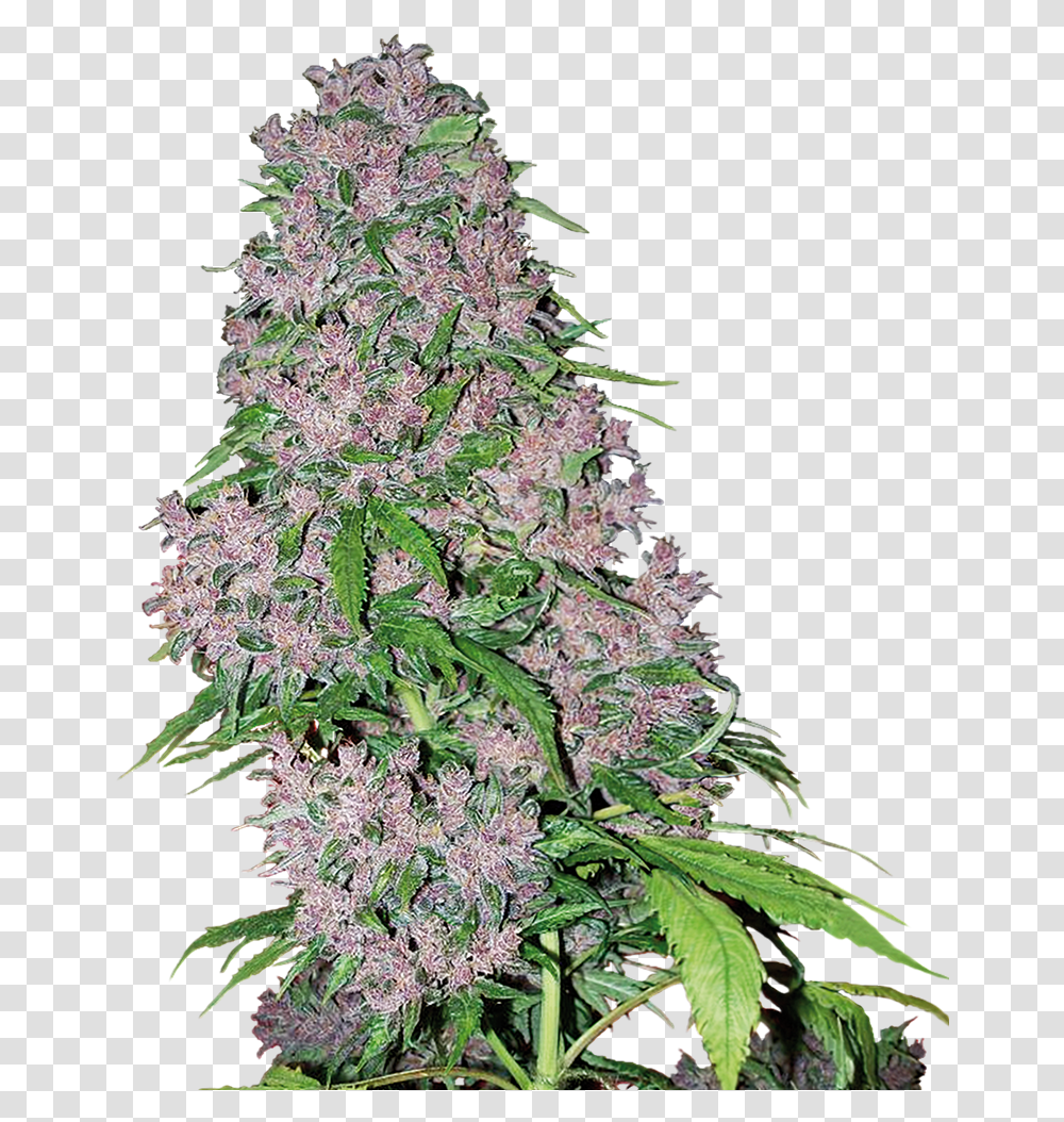 Purple Bud, Plant, Christmas Tree, Ornament, Grass Transparent Png