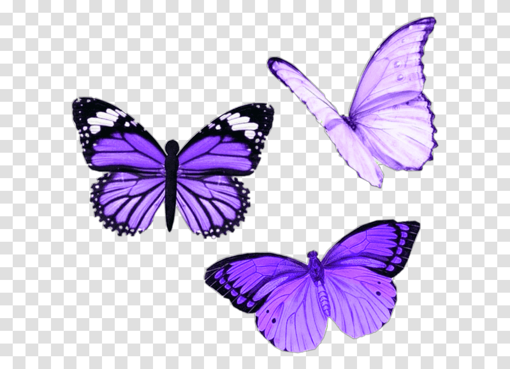 Purple Butterfly Aesthetic Moodboard Niche Butterfly, Insect, Invertebrate, Animal, Monarch Transparent Png