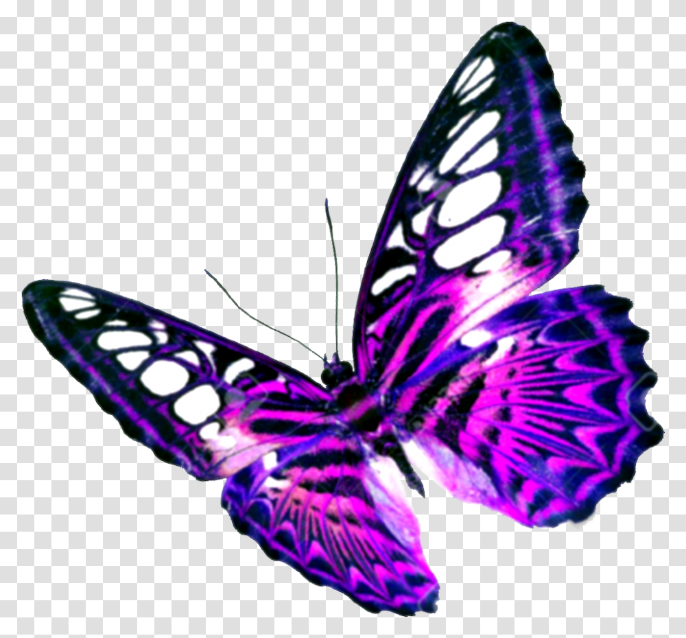Purple Butterfly Background Background Butterfly, Insect, Invertebrate, Animal, Person Transparent Png