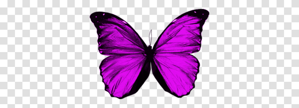 Purple Butterfly, Insect, Invertebrate Transparent Png