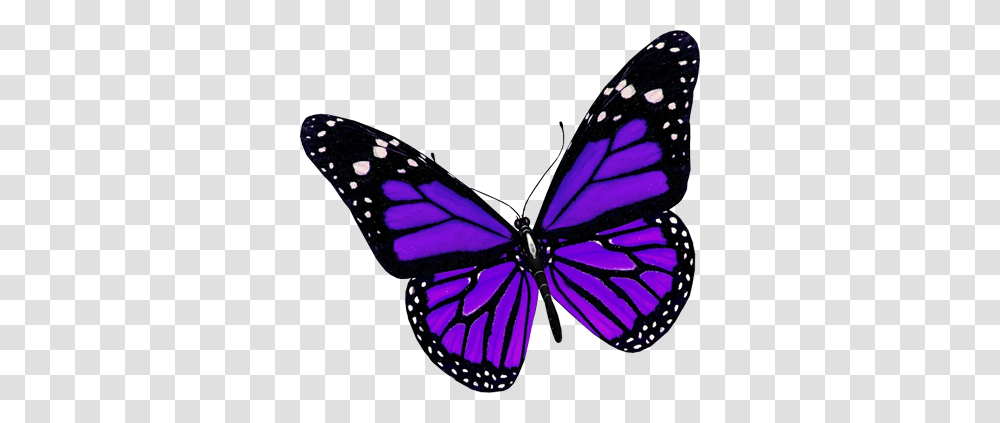 Purple Butterfly Image, Monarch, Insect, Invertebrate, Animal Transparent Png