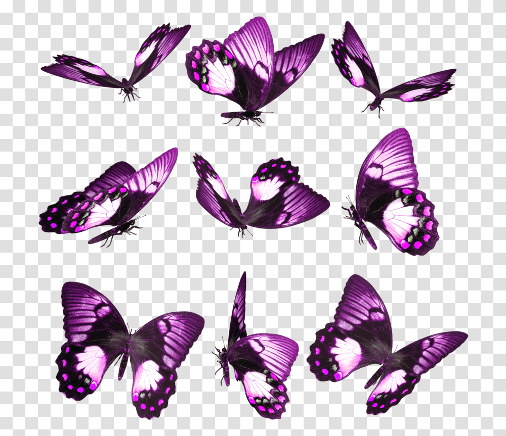 Purple Butterfly On Finger, Plant, Petal, Flower, Blossom Transparent Png