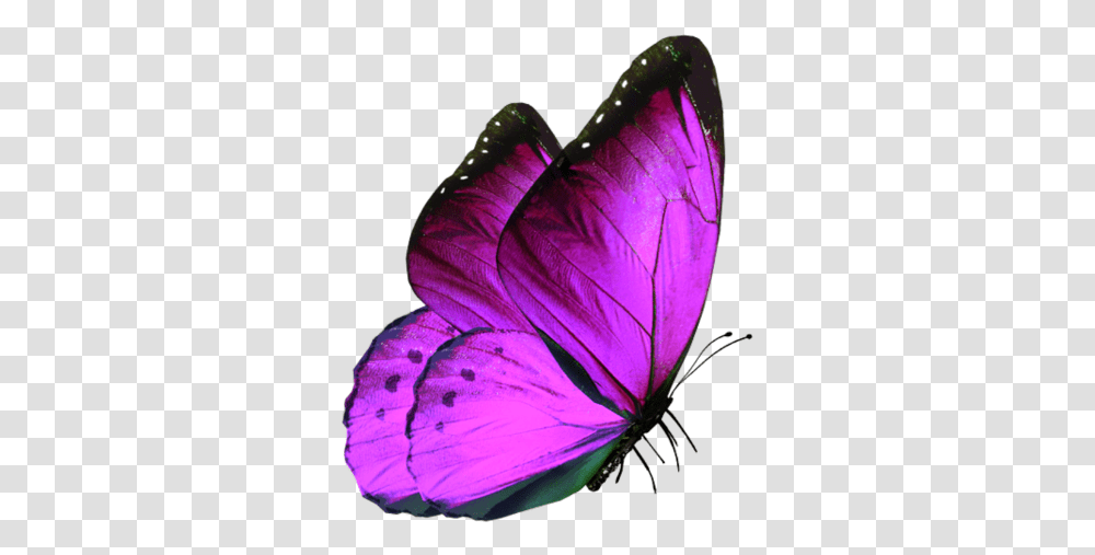 Purple Butterfly Summer Butterfly Images Download, Petal, Flower, Plant, Blossom Transparent Png