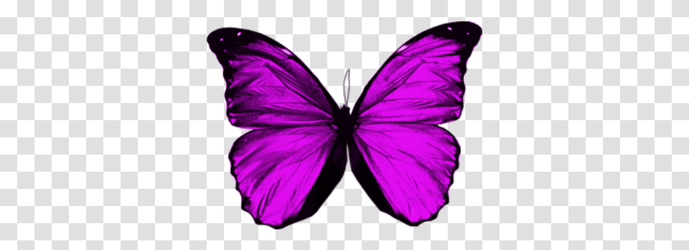 Purple Butterfly Wings Purple Butterfly Wings, Insect, Invertebrate, Animal, Diamond Transparent Png