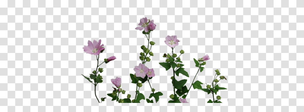 Purple Cantaloupe, Plant, Geranium, Flower, Blossom Transparent Png