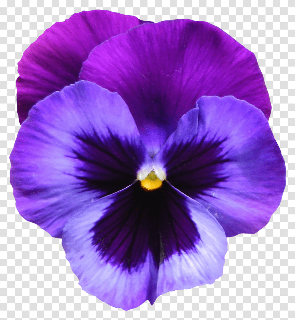 Purple Clipart Flowers, Plant, Blossom, Geranium, Pansy Transparent Png