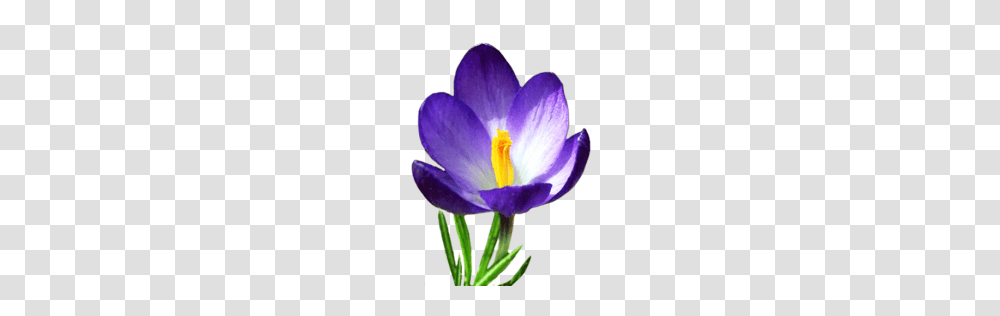 Purple Crocus Clip Art Free Cliparts, Plant, Flower, Blossom Transparent Png