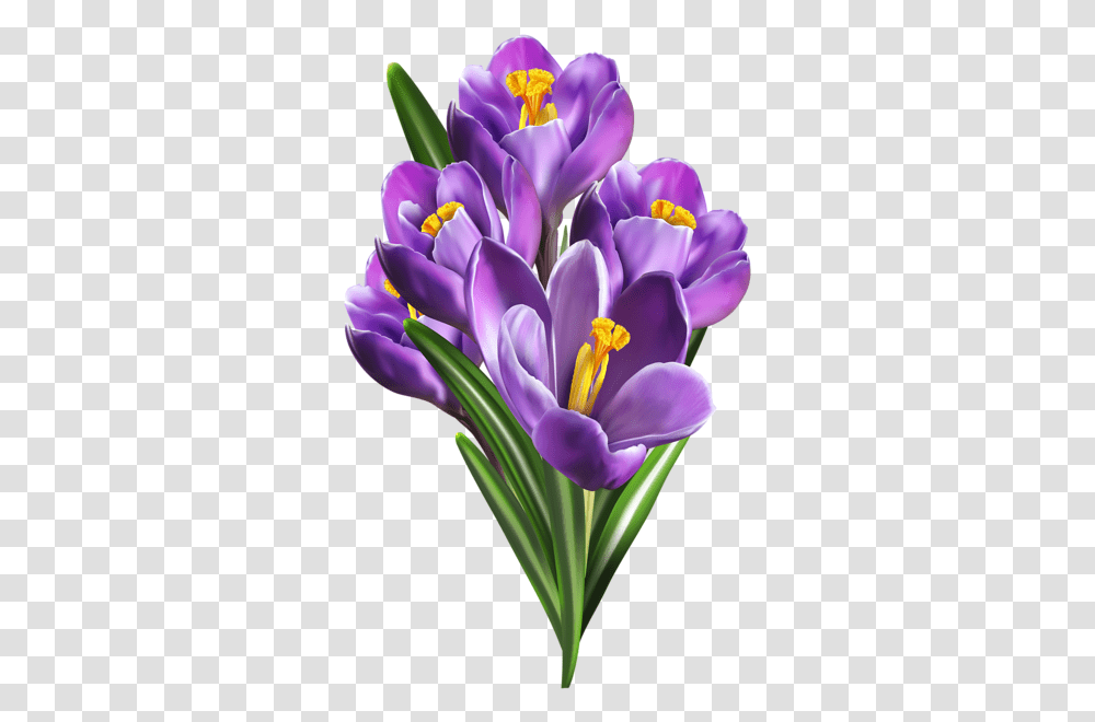 Purple Crocuses Clip Art Flower Painting Crocus, Plant, Blossom, Iris, Petal Transparent Png