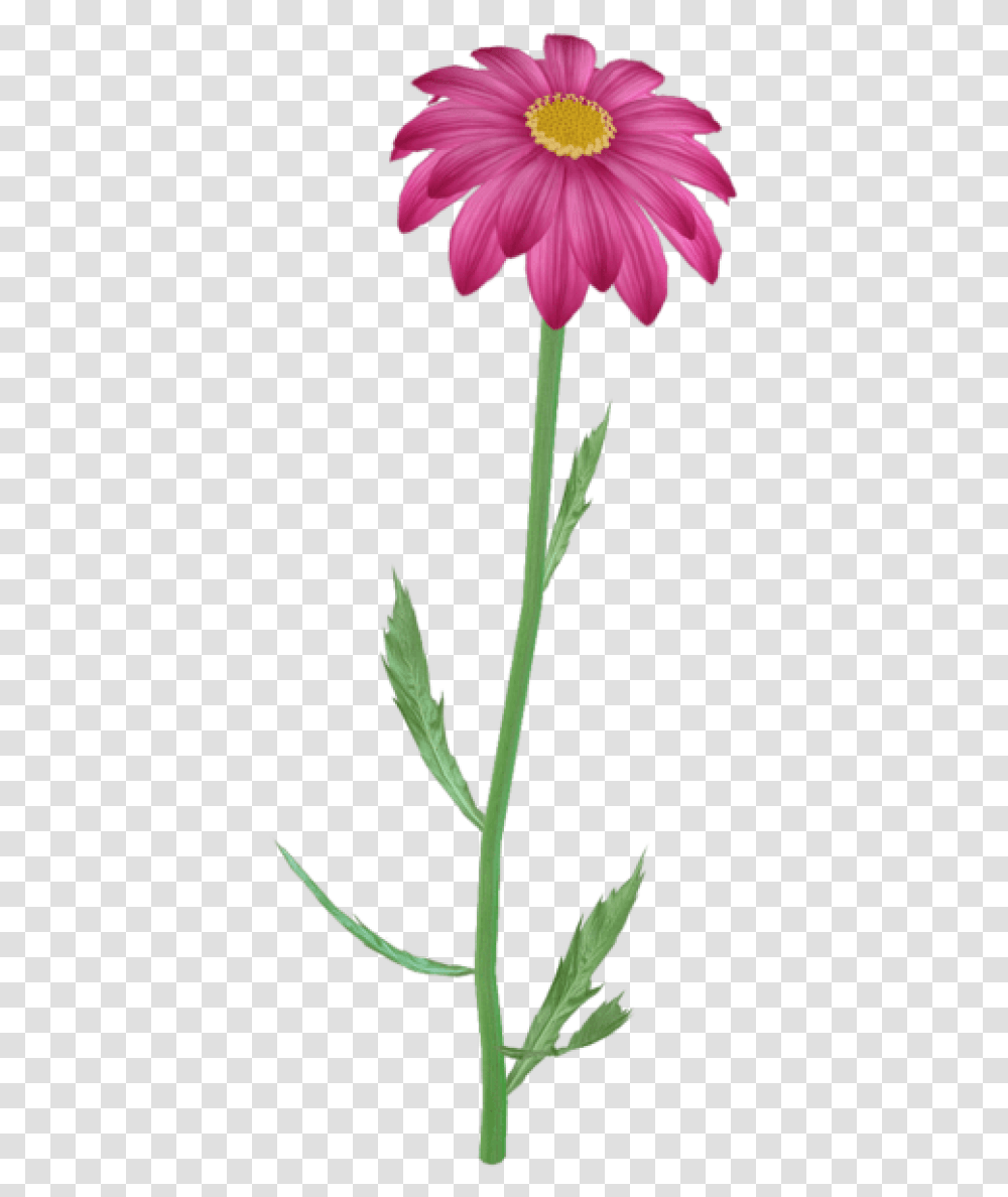 Purple Daisy Pink Flowers Flower Steam Flowers, Plant, Petal, Carnation, Amaryllidaceae Transparent Png