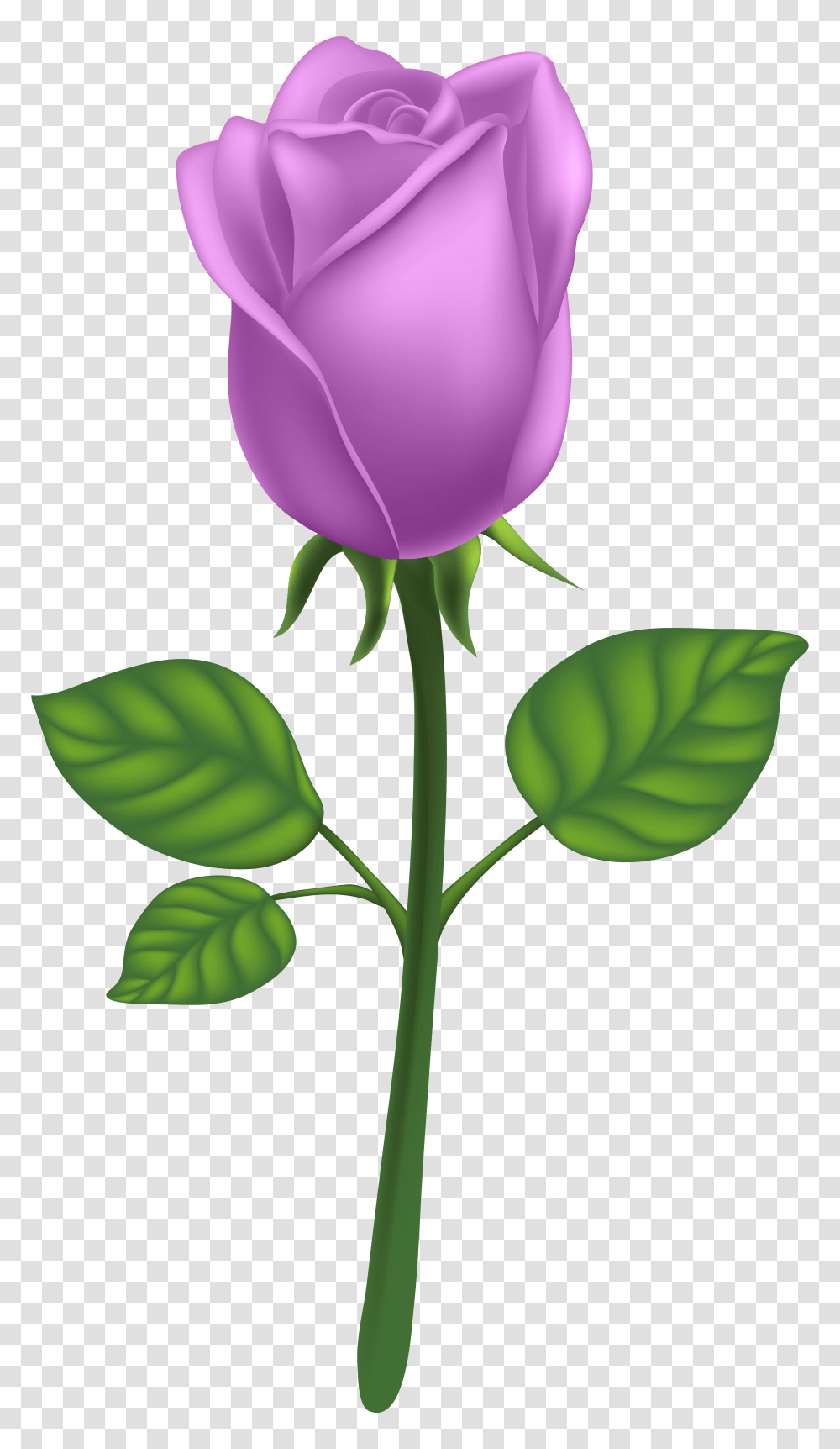 Purple Deco Rose Clip Art, Plant, Flower, Blossom, Petal Transparent Png
