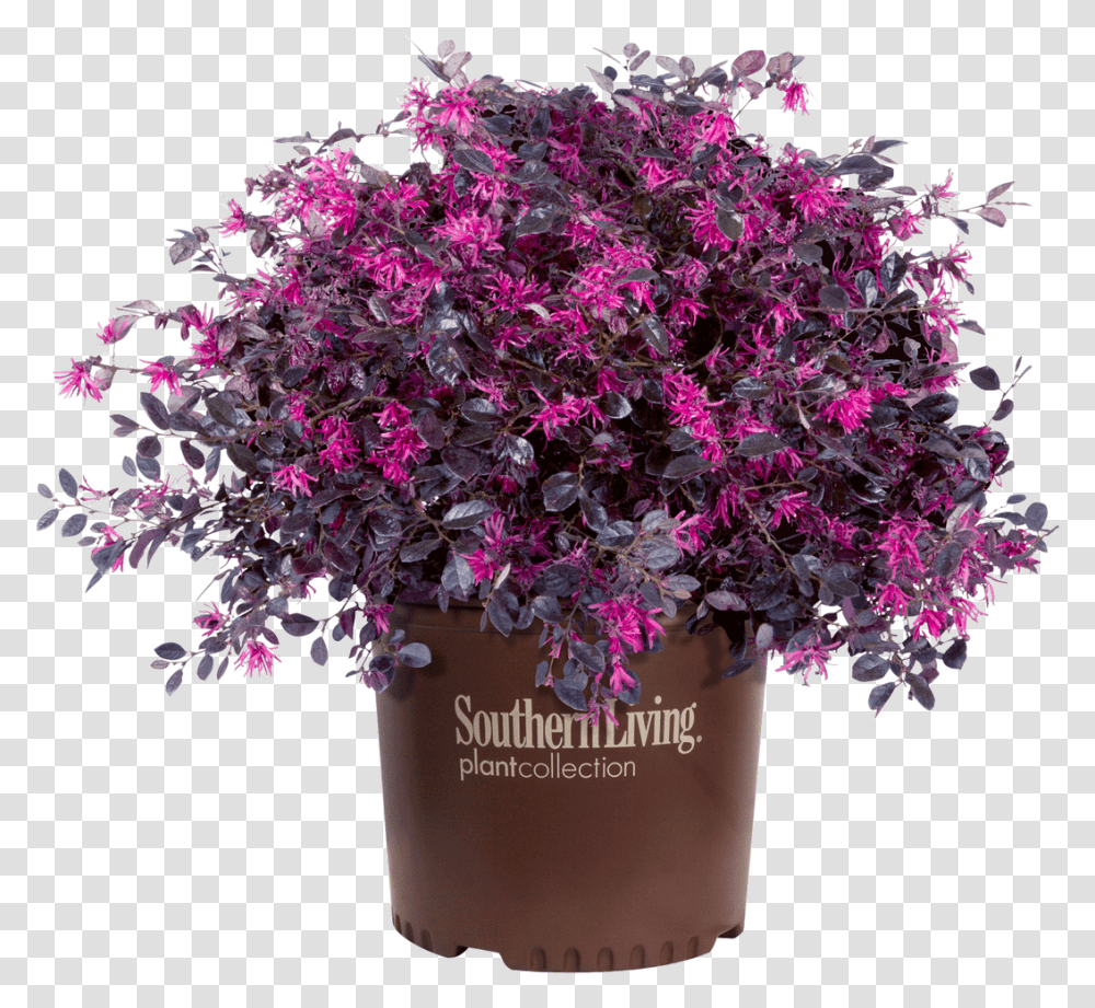 Purple Diamond Loropetalum In Branded Pot Loropetalum Purple, Plant, Geranium, Flower, Blossom Transparent Png