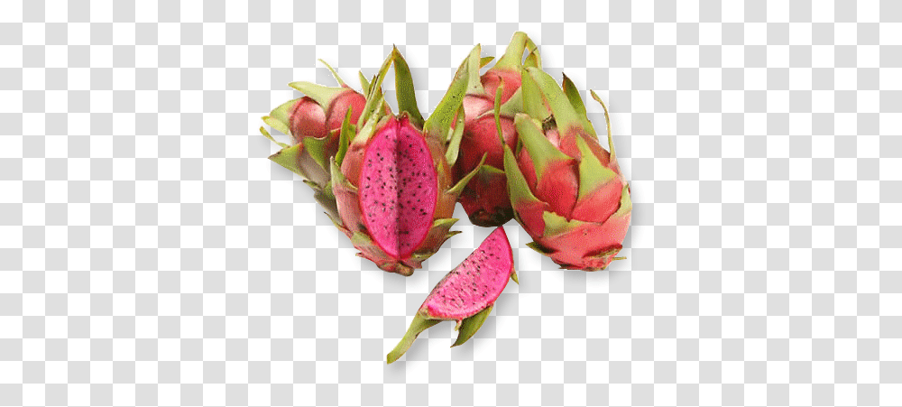 Purple Dragon Fruit Image Purple Dragon Fruit, Plant, Flower, Blossom, Leaf Transparent Png