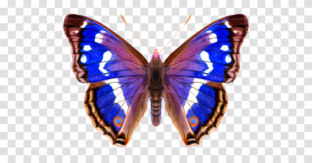 Purple Emperor Butterfly, Insect, Invertebrate, Animal, Monarch Transparent Png