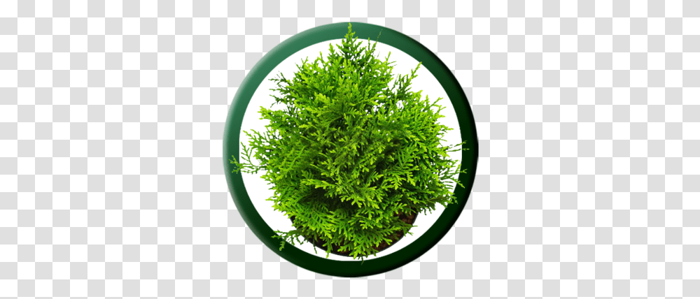 Purple Filbert Artificial Turf, Tree, Plant, Green, Conifer Transparent Png