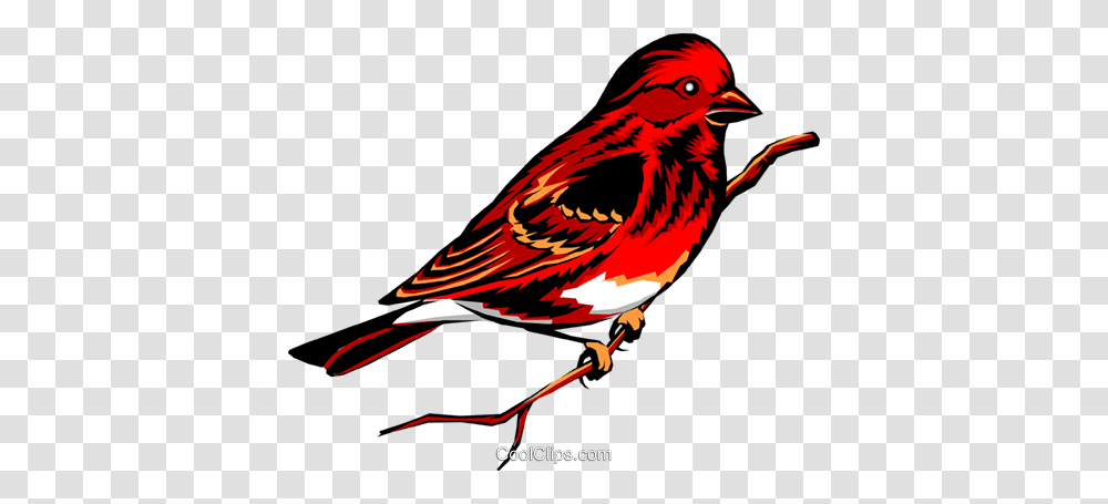 Purple Finch Royalty Free Vector Clip Art Illustration, Bird, Animal, Head, Anthus Transparent Png