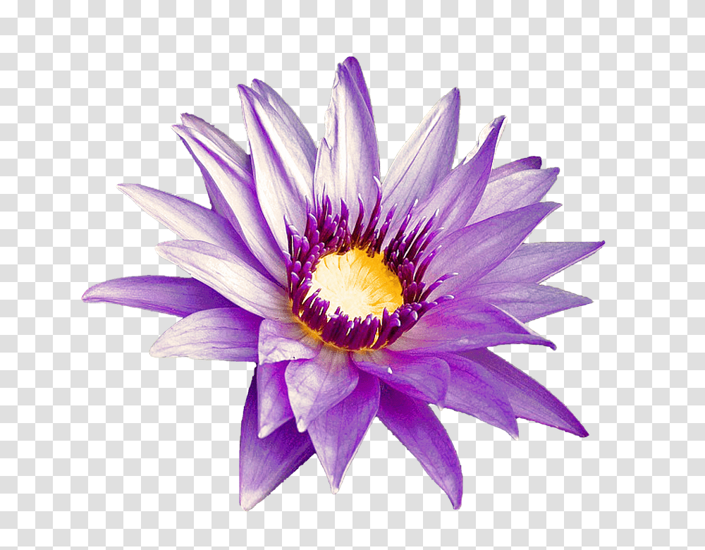 Purple Flower 960, Plant, Lily, Blossom, Pond Lily Transparent Png