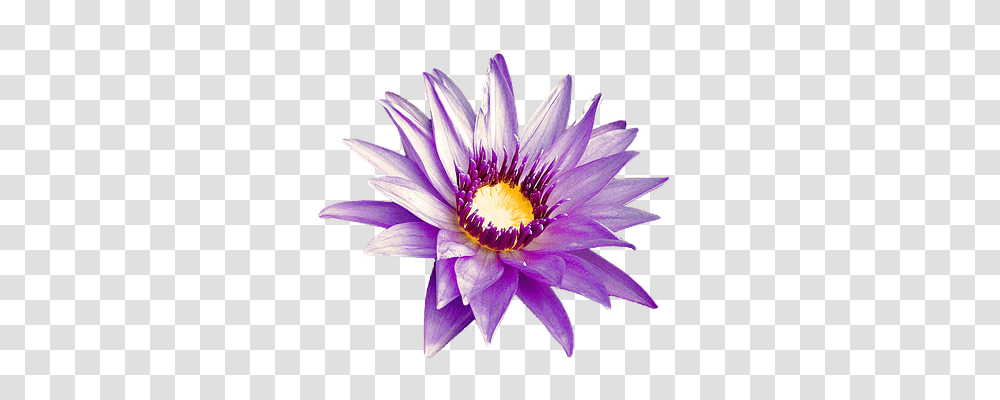Purple Flower Nature, Plant, Lily, Blossom Transparent Png