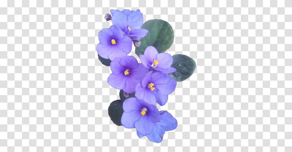 Purple Flower Aesthetic Flowers, Plant, Blossom, Crocus, Geranium Transparent Png