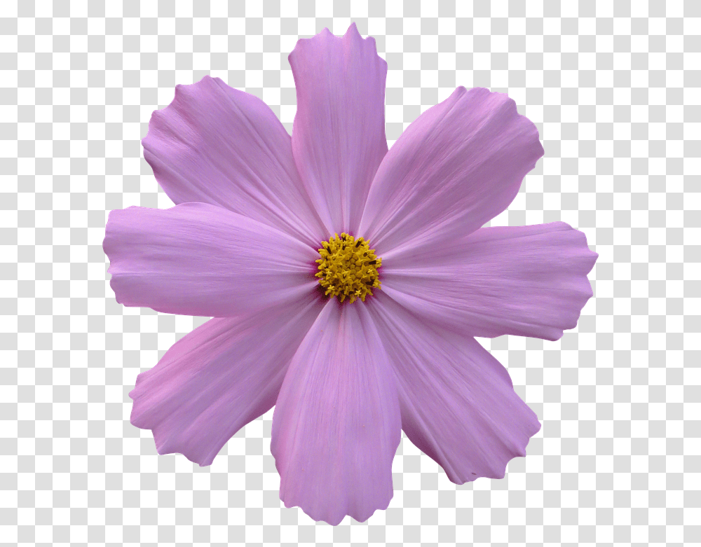 Purple Flower Background Flor Lilas Fundo Branco, Plant, Pollen, Blossom, Daisy Transparent Png