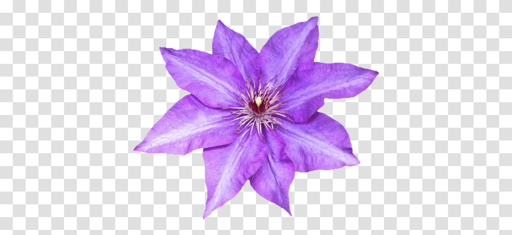 Purple Flower Background Flower Background Clematis, Plant, Geranium, Blossom, Petal Transparent Png