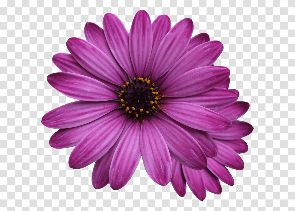 Purple Flower Background, Plant, Daisy, Daisies, Blossom Transparent Png