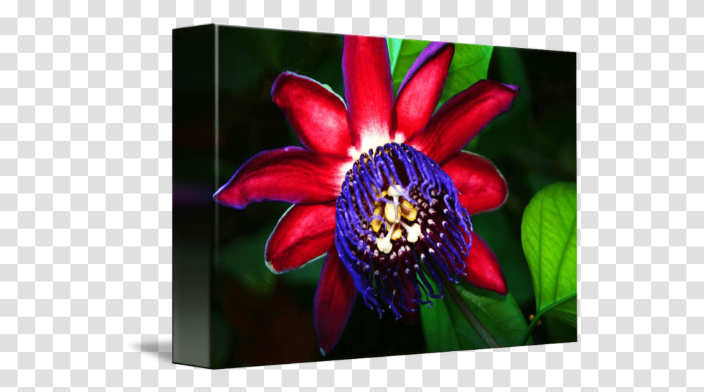 Purple Flower By Anthony Jones Purple Passionflower, Plant, Anther, Petal, Pollen Transparent Png