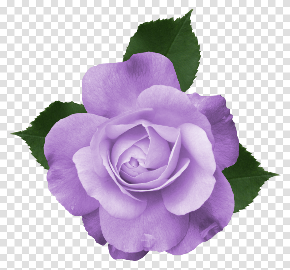 Purple Flower Clipart Background Library, Rose, Plant, Blossom, Petal Transparent Png