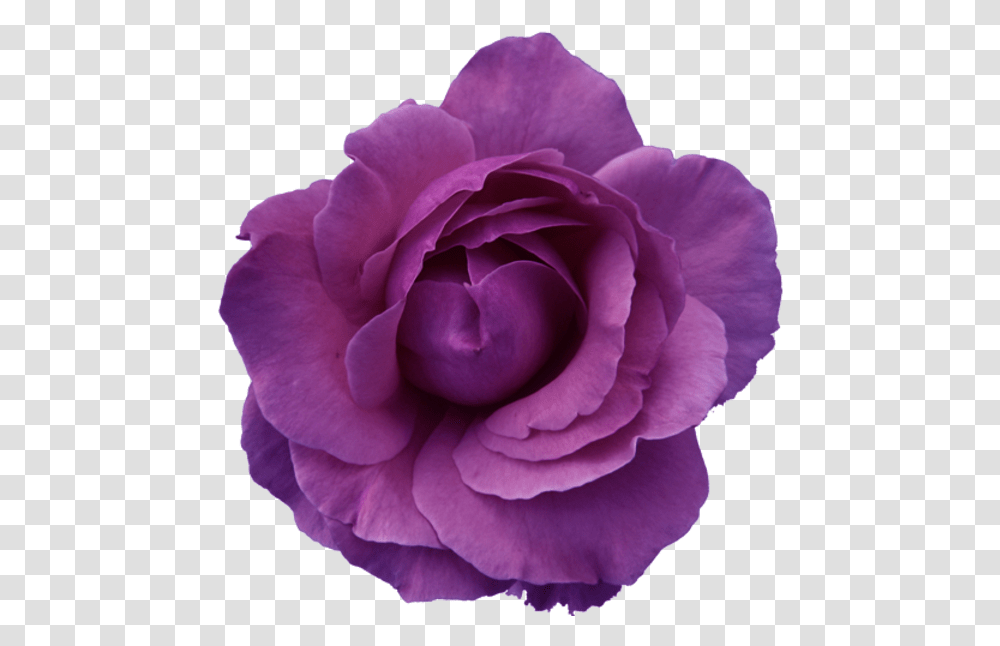 Purple Flower Clipart No Background, Rose, Plant, Blossom, Anemone Transparent Png