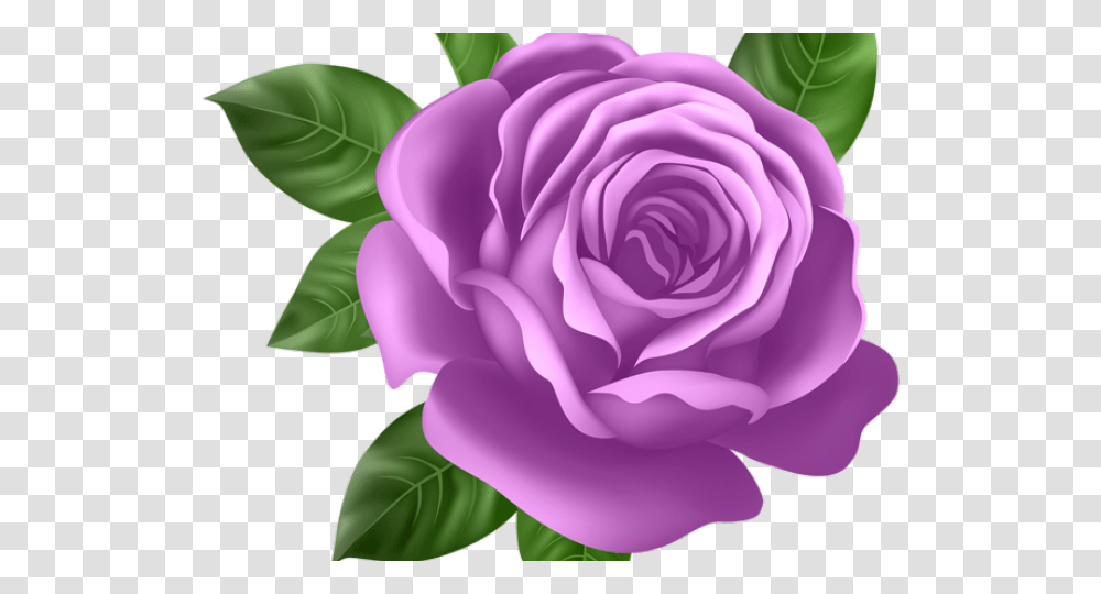 Purple Flower Clipart Pretty Pink Rose Background, Plant, Blossom, Petal Transparent Png