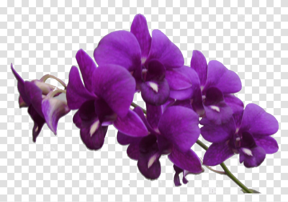 Purple Flower Frame Res Flowers By 6211 Purple Flowers, Plant, Geranium, Blossom, Orchid Transparent Png