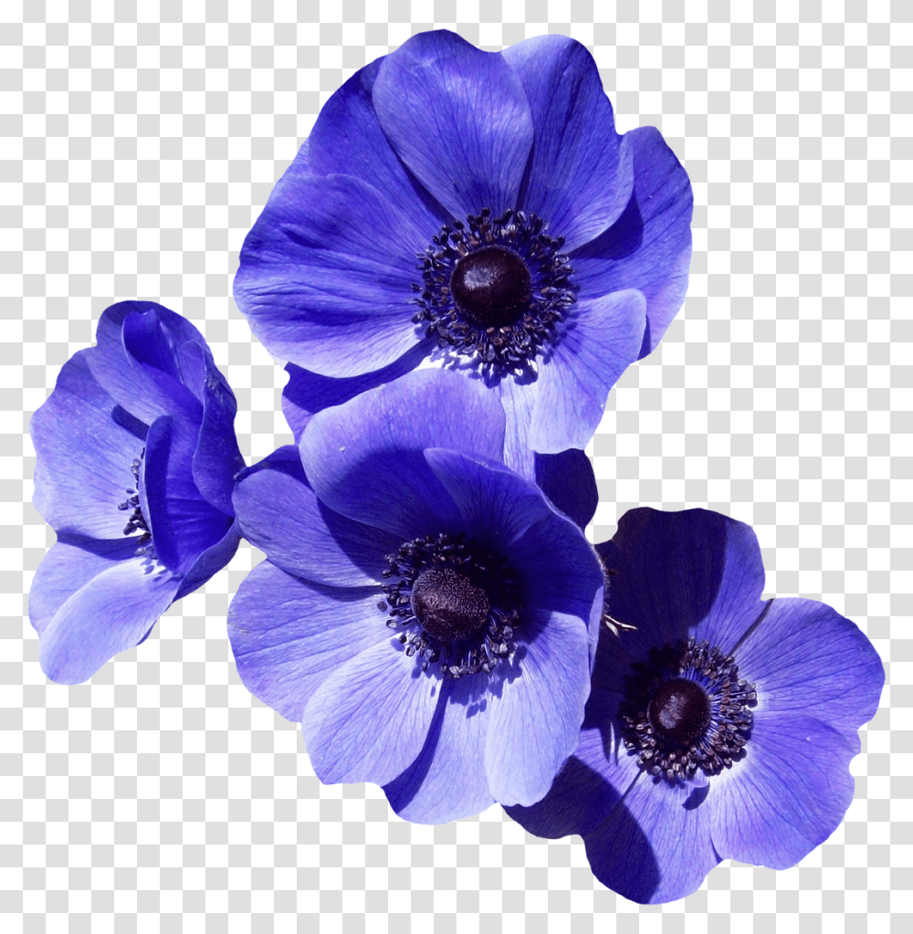 Purple Flower Image Purple Flowers, Anemone, Plant, Blossom, Geranium Transparent Png