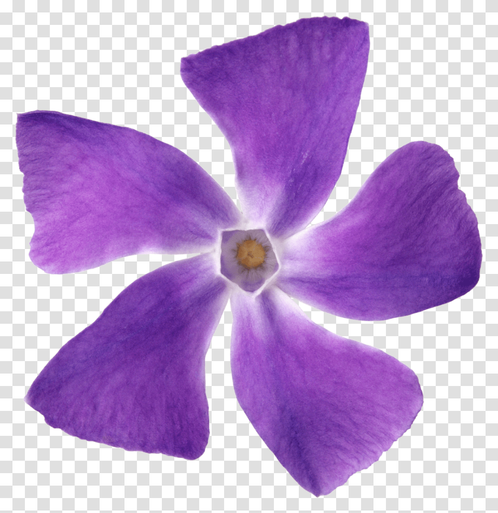 Purple Flower Petal Violet Lilac Flor Roxa 5 Petalas, Plant, Blossom, Geranium, Iris Transparent Png