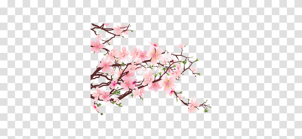 Purple Flower, Plant, Blossom, Cherry Blossom, Petal Transparent Png