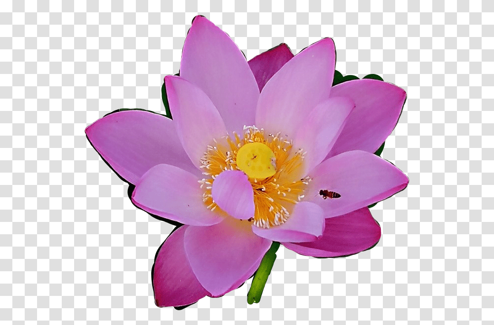Purple Flower Plant Decoration Scrapbook Nature Sacred Lotus, Blossom, Lily, Pond Lily, Pollen Transparent Png