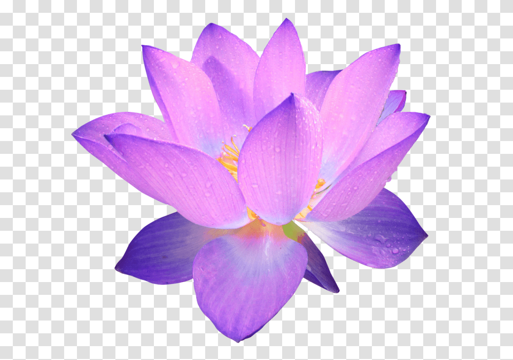 Purple Flower Purple Flower Background, Plant, Blossom, Pond Lily, Petal Transparent Png