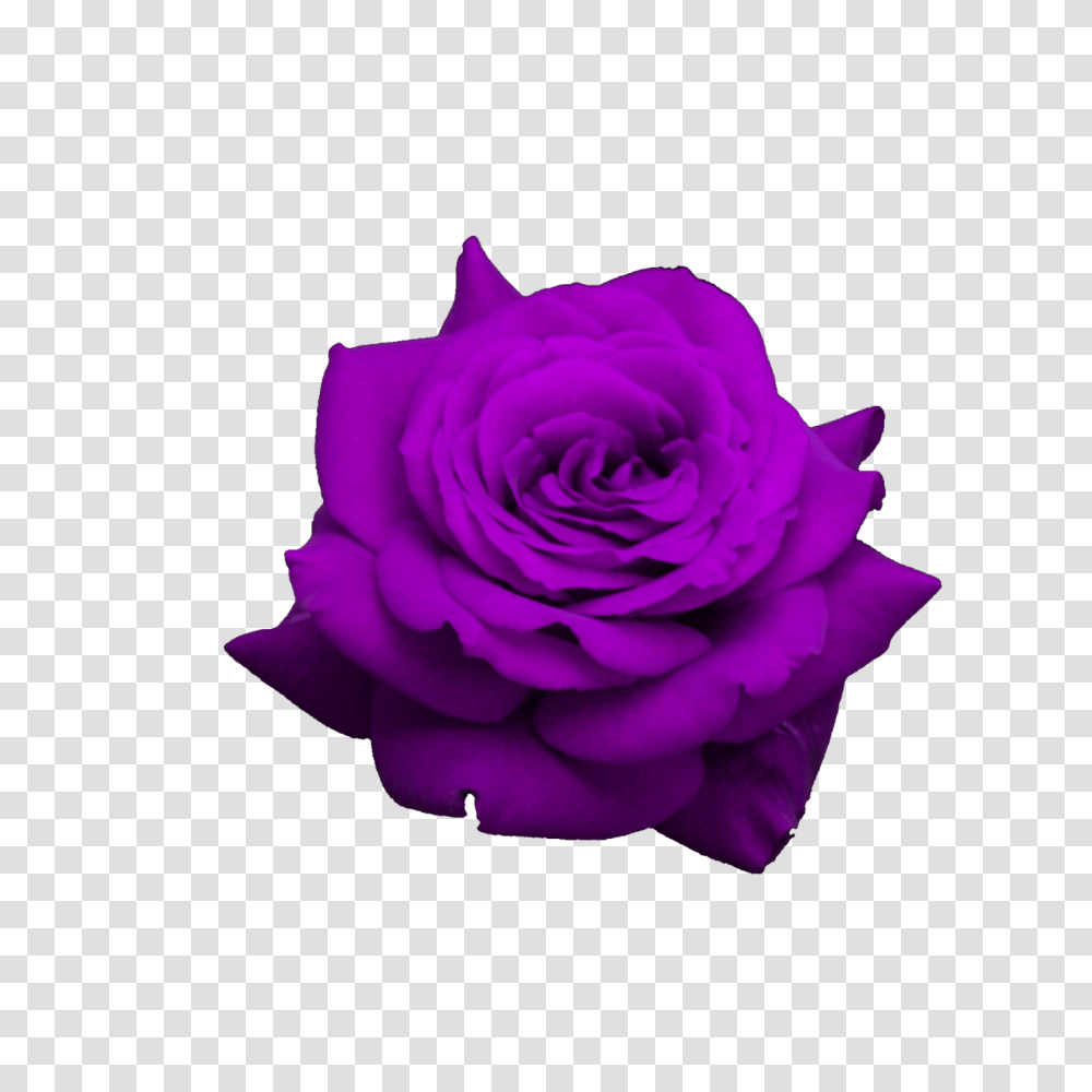 Purple Flower Rose Ftestickers, Plant, Blossom Transparent Png