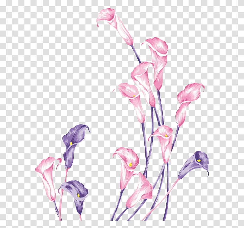Purple Flower Sketch, Plant, Blossom, Gladiolus, Iris Transparent Png