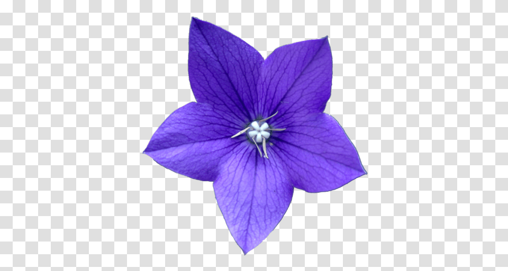 Purple Flower Tumblr Image Blue Violet Flower Drawing, Geranium, Plant, Blossom, Leaf Transparent Png
