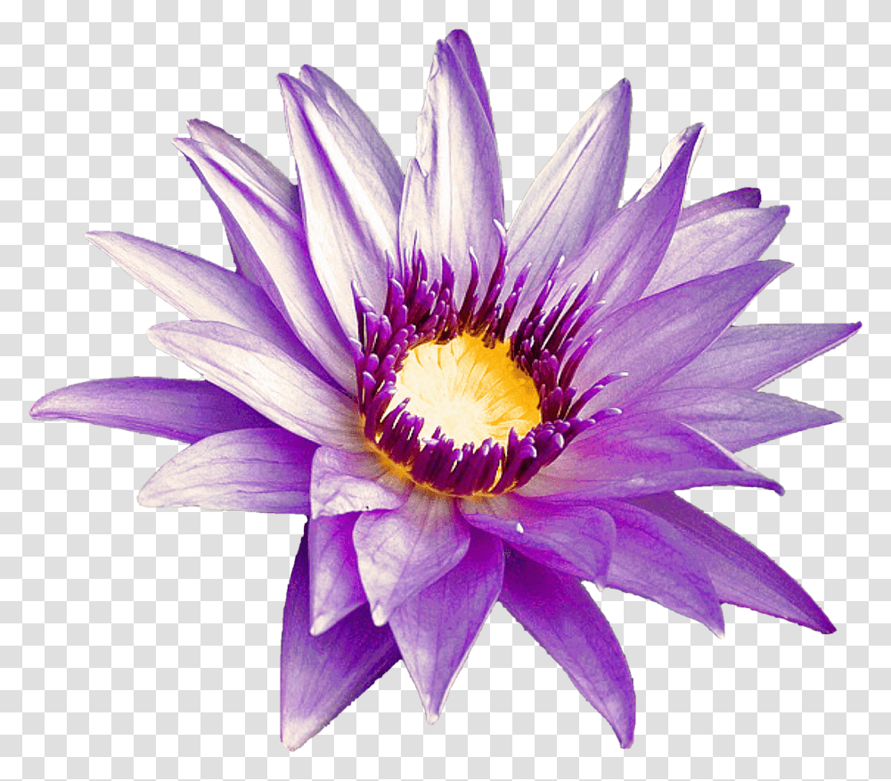 Purple Flowernaturesummerfree Pictures Free Photos Emergent Vegetation, Plant, Blossom, Lily, Pond Lily Transparent Png