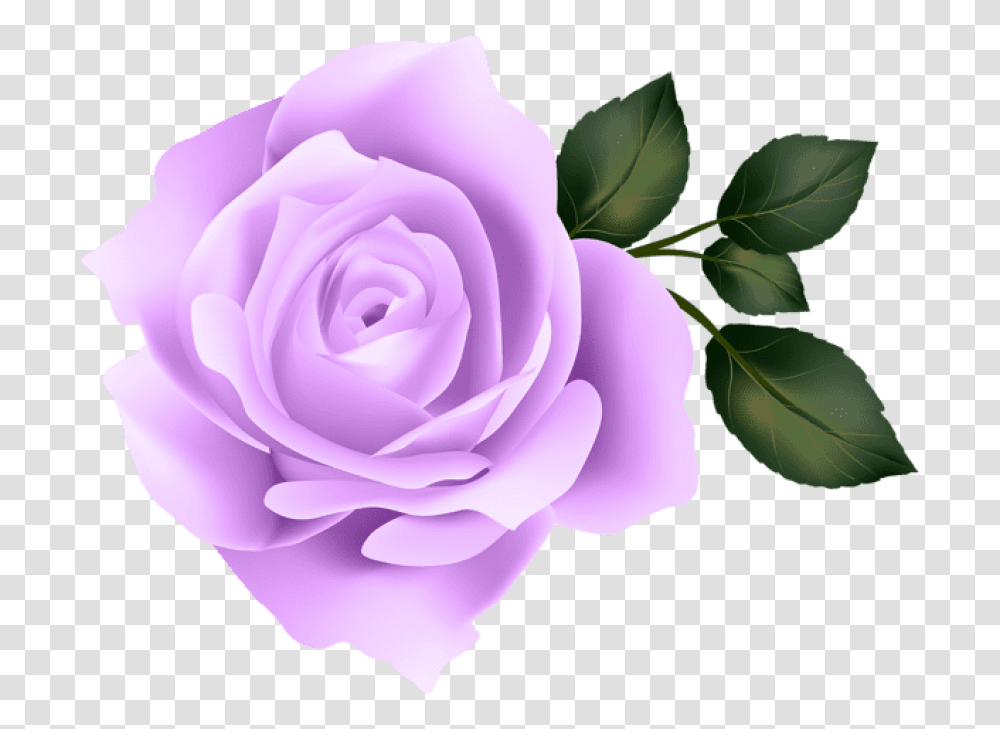 Purple Flowers Background Yellow Rose Background, Plant, Blossom Transparent Png