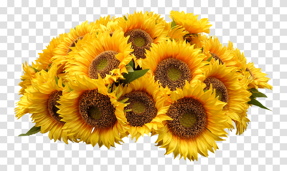 Purple Flowers Bunches Of Free Photo On Pixabay Bouquet Of Sunflowers, Plant, Blossom Transparent Png