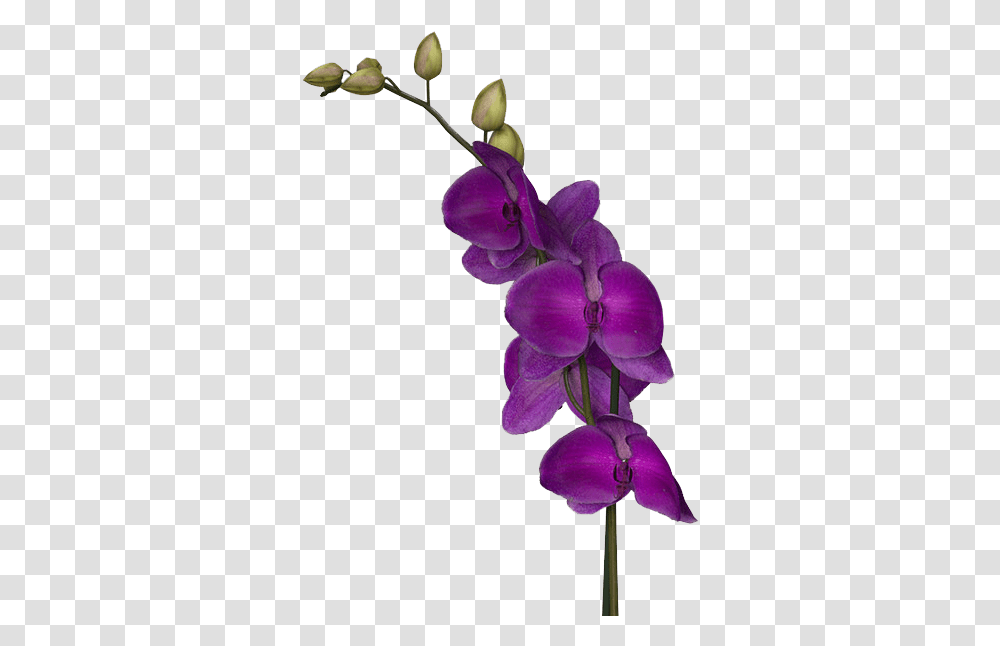 Purple Flowers Download Image Dark Purple Flowers, Plant, Blossom, Orchid, Geranium Transparent Png