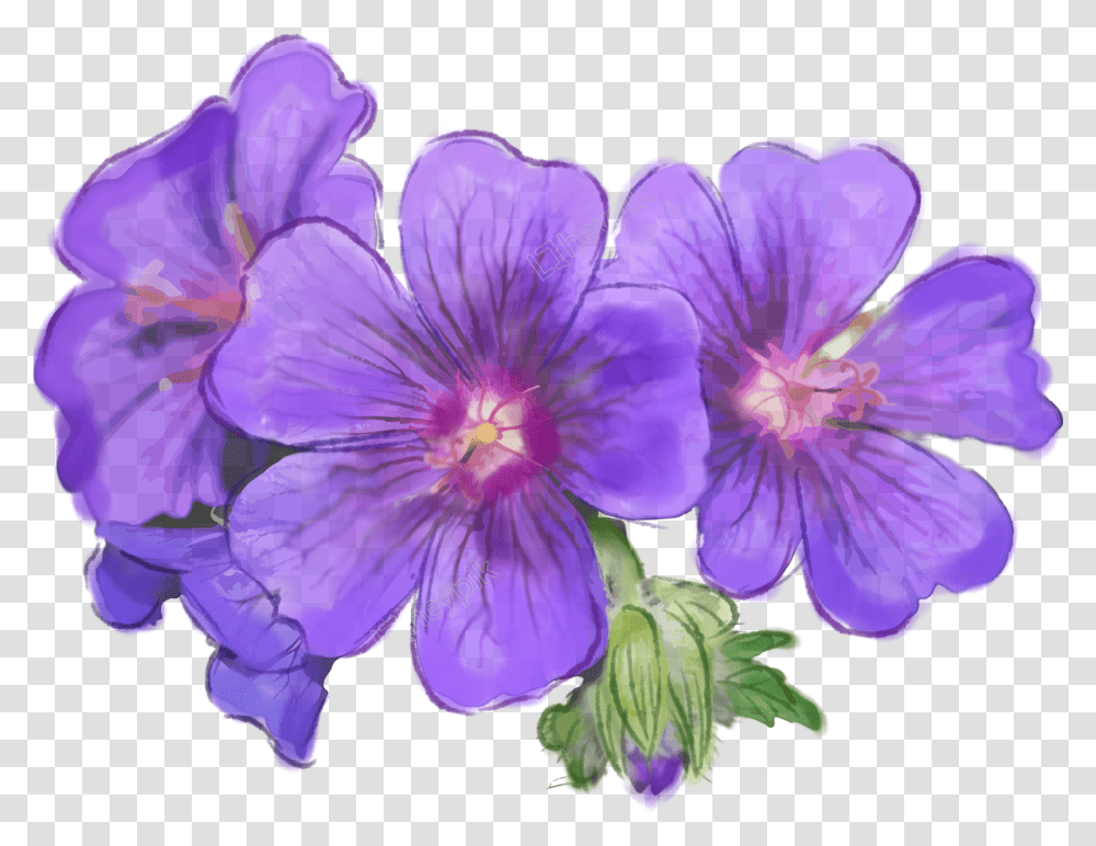 Purple Flowers Download Monte, Geranium, Plant, Blossom, Anther Transparent Png