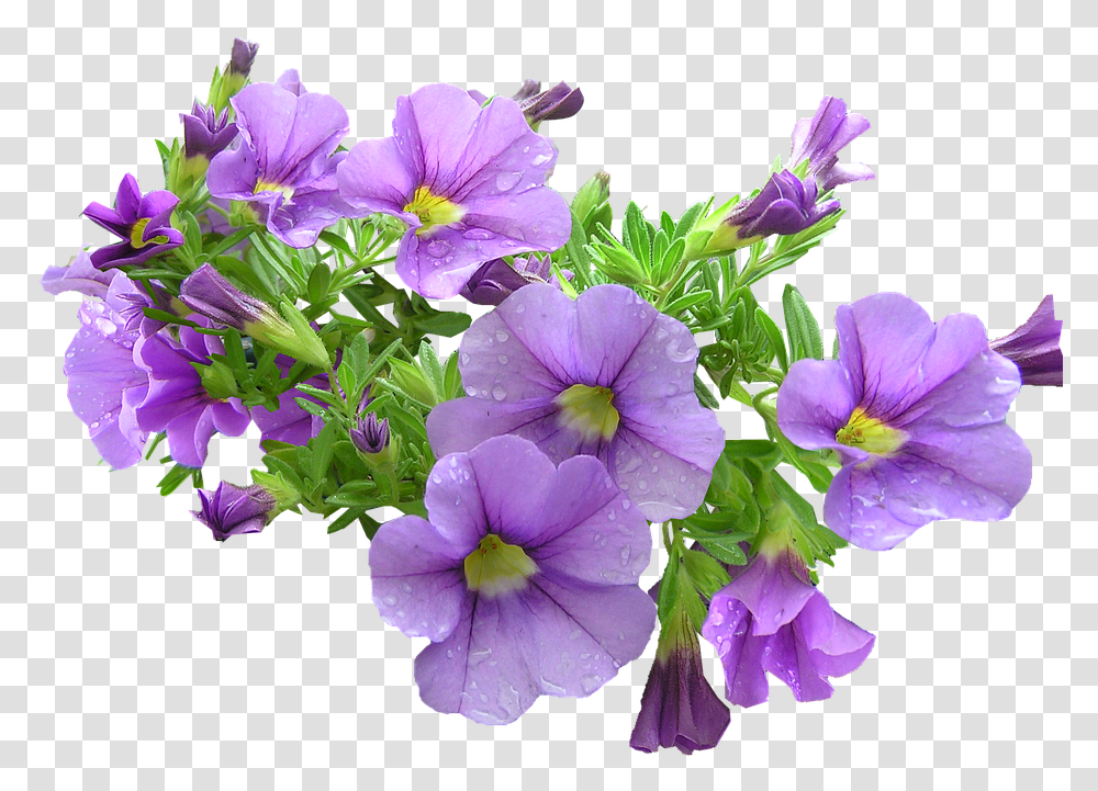 Purple Flowers Download Purple And Green Flowers, Geranium, Plant, Petal, Iris Transparent Png