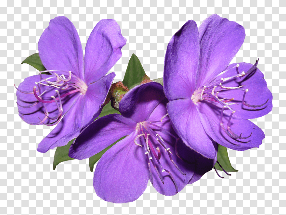 Purple Flowers Free Download Purple Flower, Geranium, Plant, Blossom, Petal Transparent Png